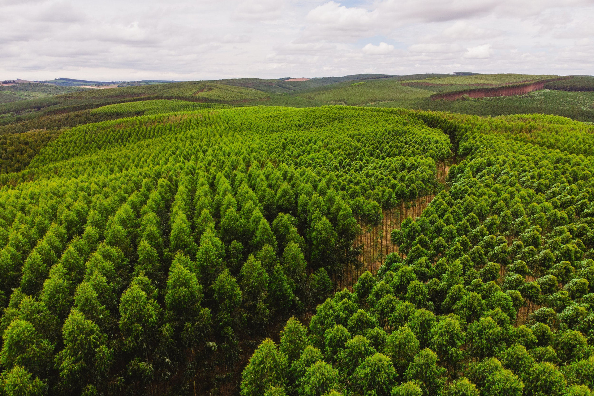 Floresta Viva,
Futuro Brilhante