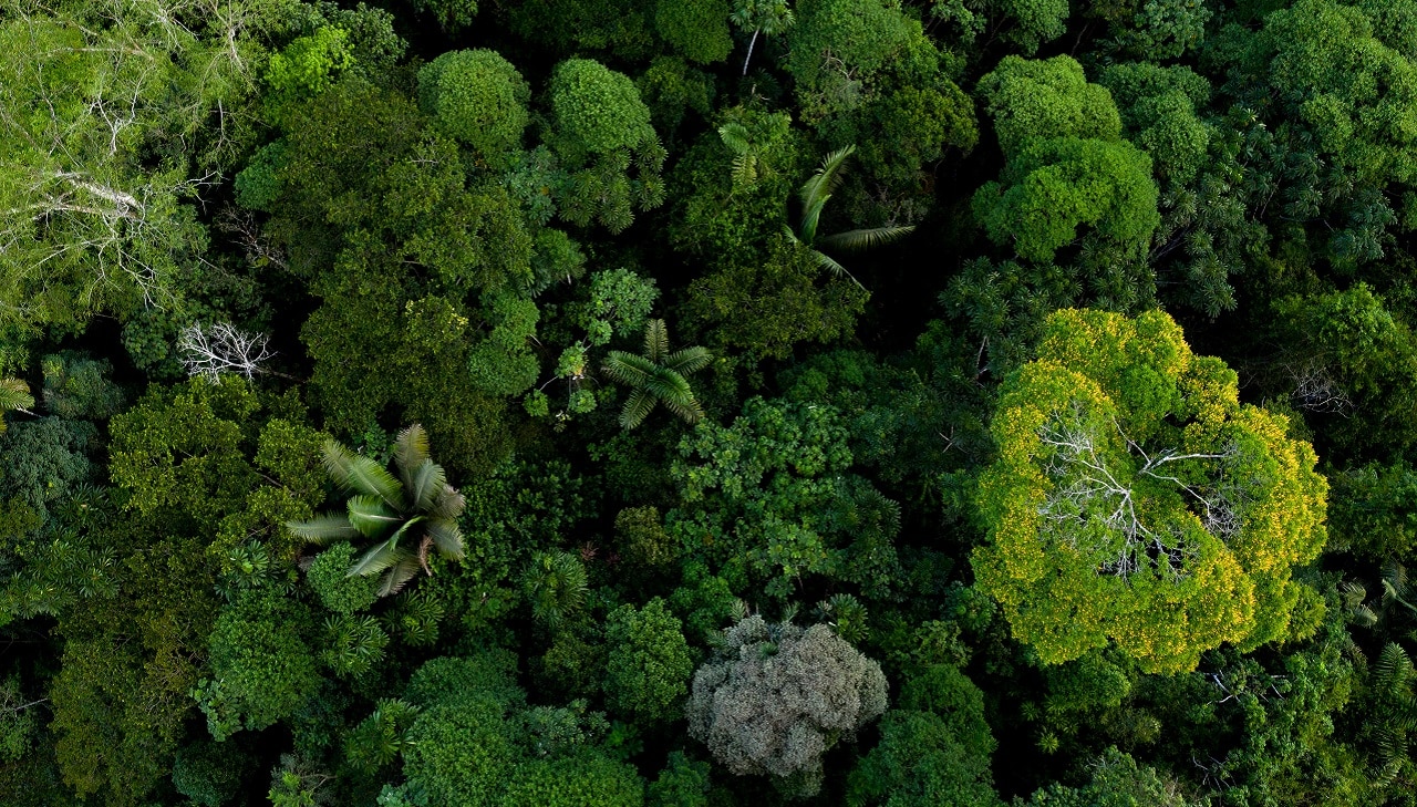 Florestas que crescem,
Comunidades que florescem