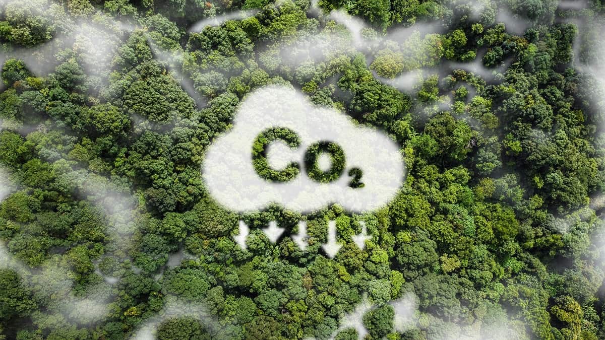 Você sabia que por meio do plantio de árvores é possível uma empresa ou pessoa física realizar toda a compensação de CO2 ou parte dela?